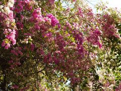 -深圳国际园林花卉博览园