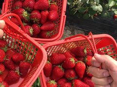 -九鼎轩脆毛肚火锅(三钢里店)