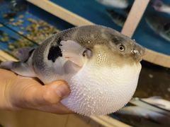 -天正河鲀·河豚亭(大连店)