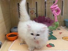 -momokira米努特·德文卷毛猫·棉花面纱犬
