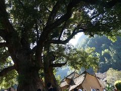 -杨家堂村