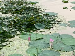 -长春市南湖公园