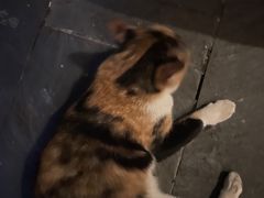 -Kekimatata 生日蛋糕·烘焙教学