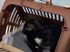 -纳吉亚猫专科动物医院·北北分院