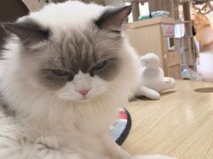 -猫和宫(六道口店)