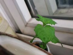 -椰子日记(世欧广场店)