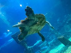 -海合安青岛极地海洋公园