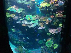 -暹罗海洋世界