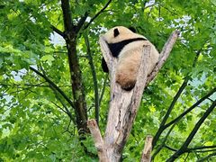 -卧龙中华大熊猫苑神树坪基地