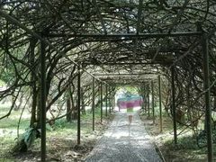-莫里热带雨林景区