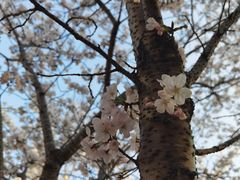 -高东镇樱花园