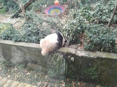 -成都动物园