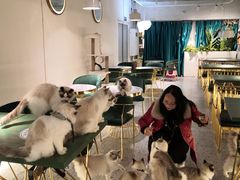 大堂-喵喵咪呀布偶猫咖(春熙路店)