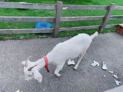 -前小桔亲子创意农场·草莓采摘·露营烧烤