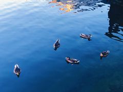 -布劳伽斯特豪夫哈尔施塔特宾馆