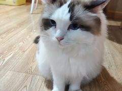 -白兔子密室(长寿路店)