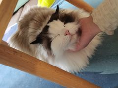 -猫在这儿猫咪咖啡馆·撸猫馆