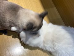 -滚猫咖啡·猫咖·猫友好撸猫(未来城店)