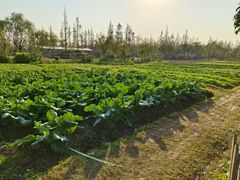 -前小桔亲子创意农场·草莓采摘·露营烧烤