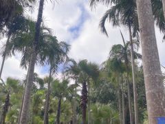 -中国科学院西双版纳热带植物园