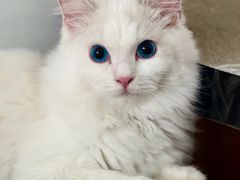 -Bastet sally猫舍购宠(静安店)