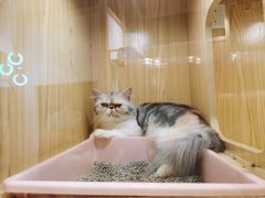 -屋虎猫馆(宝安大仟里店)