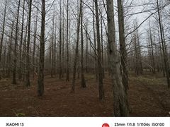 -黄海国家森林公园