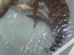 -小猫钓鱼海钓俱乐部(椰梦长廊店)