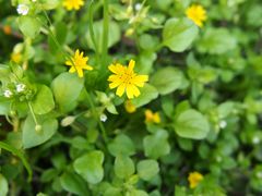 -艾溪湖湿地公园