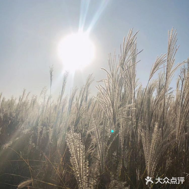 芦苇  风总是不闲着，吹谢了百花，吹落了秋叶