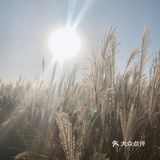 芦苇  风总是不闲着，吹谢了百花，吹落了秋叶