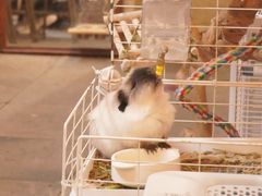 -吉丁鸟咖·异宠·寄养