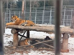 -横道河子东北虎林园