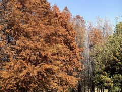 -瑶湖郊野森林公园