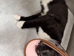 -瑞派康怡24h宠物医院·犬猫医疗中心·微创绝育(瑞景分院)
