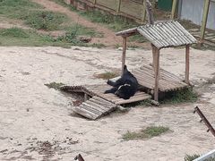 -青藏高原野生动物园