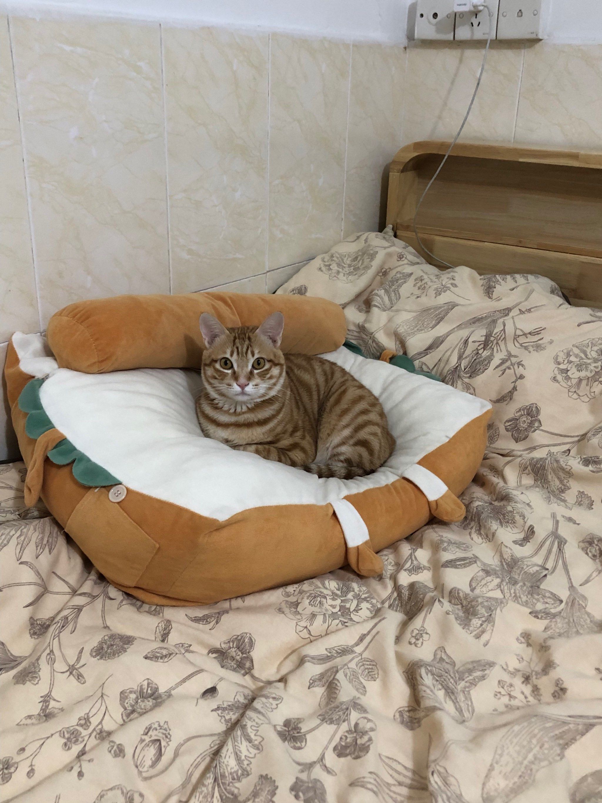 猫咪床上的午睡
