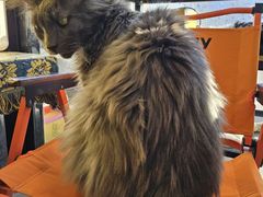-平行世界·猫咖(首经贸店)