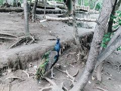 -哈尔滨北方森林动物园