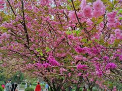 -西安青龙寺遗址景区