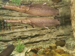 -迪拜水族馆及水下动物园