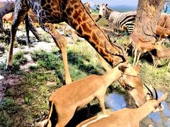 -国家自然博物馆