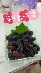 -太湖雪蚕桑文化园