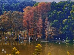 -深圳仙湖植物园