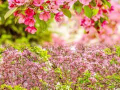 -海棠花溪(元大都城垣遗址公园)