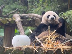 -广州长隆野生动物世界