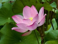 -福建鲤鱼洲酒店