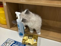 -艾贝尔宠物医院·24H转诊中心·肿瘤猫专科(江宁双龙店)