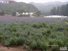 -紫海香堤香草艺术庄园