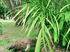 -中国科学院西双版纳热带植物园